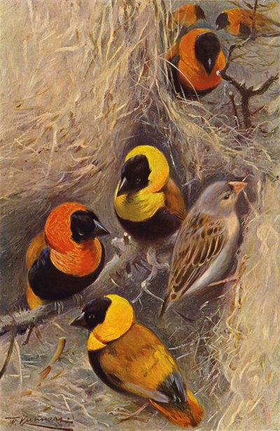 Weaver Birds tekijältä after Wilhelm Kuhnert