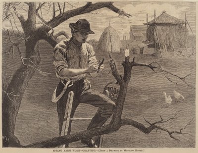 Kevättyöt - Varttaminen tekijältä Winslow Homer