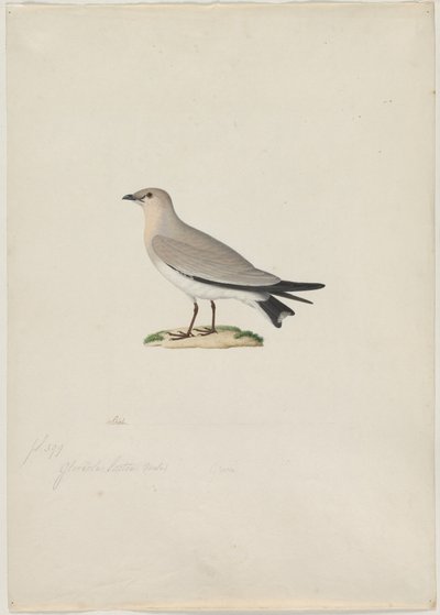 Pieni Pratincole (Glareola lactea) tekijältä attributed to Paul Hüet