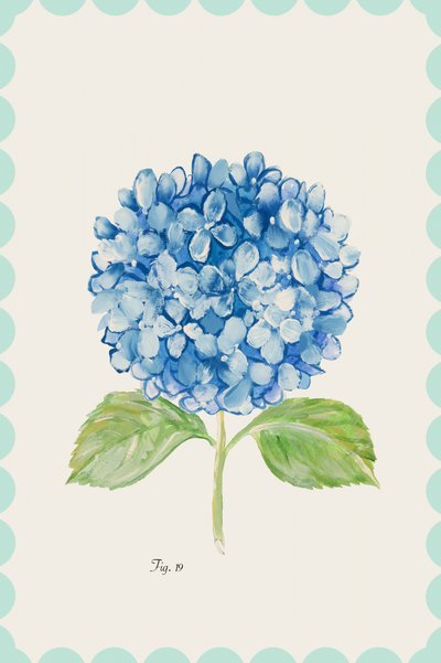 Sinisen hydrangean kuvitus tekijältä cartissi