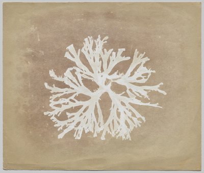 Levät tekijältä circle of William Henry Fox Talbot