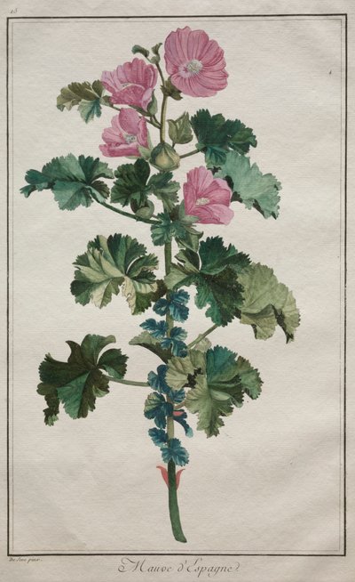 Kokoelma 24 kasvia ja kukkaa: Mallow, vuoden 1772 jälkeen. tekijältä de Seve