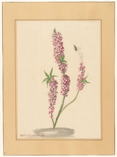 Punainen paprika puu maassa tekijältä familie Van der Vinne (attributed to)