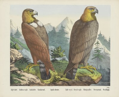 Aigle doré. / Kultainen kotka. / Goldadler. / Goudarend. / Aquila dorato. / Aigle Royal. / Kuninkaallinen kotka. / Königsadler. /Steenarend. / Ossifrago (otsikko esineessä) tekijältä firma Joseph Scholz