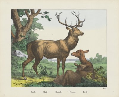 Cerf. / Stag. / Hirsch. / Cervo. / Hert (otsikko esineessä) tekijältä firma Joseph Scholz