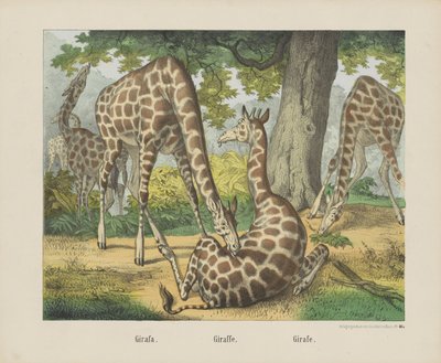 Girafa. / Kirahvi. / Kirahvi (otsikko esineessä) tekijältä firma Joseph Scholz