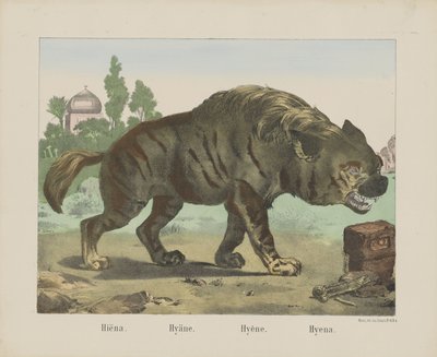 Hyeena. / Hyena. / Hyena. / Hyena (otsikko esineessä) tekijältä firma Joseph Scholz