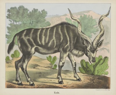 Kudu (otsikko esineessä) tekijältä firma Joseph Scholz