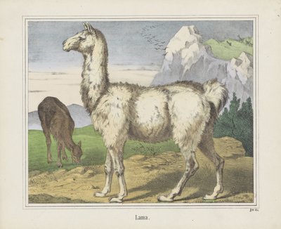 Lama (otsikko esineessä) tekijältä firma Joseph Scholz