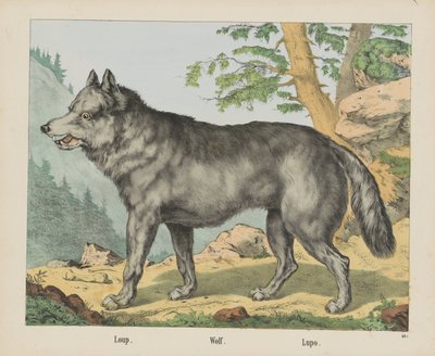Loup. / Susi. / Lupo (otsikko esineessä) tekijältä firma Joseph Scholz