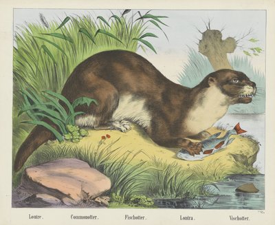 Loutre. / Commonotter. / Fischotter. / Lontra. / Vischotter (otsikko esineessä) tekijältä firma Joseph Scholz