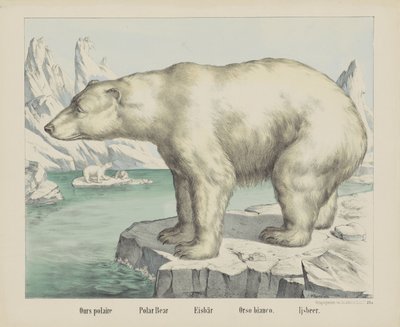 Meidän polaire / jääkarhu / Eisbär / Orso bianco. / Ijsbeer (otsikko esineessä) tekijältä firma Joseph Scholz