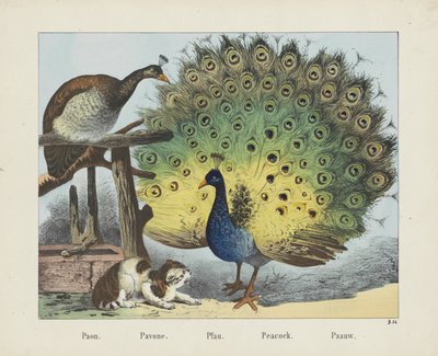 Paon. / Pavone. / Pfau. / Riikinkukko. / Paauw (otsikko esineessä) tekijältä firma Joseph Scholz