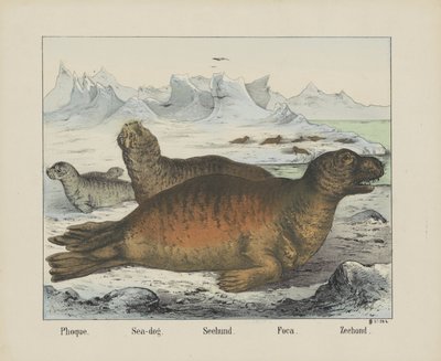 Foque. / Merikoira. / Seehund. / Foca. / Sinetti (otsikko esineessä) tekijältä firma Joseph Scholz