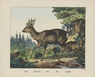 Reh. / Chevreuil. / Roe. / Ree. / Capriulo (otsikko esineessä) tekijältä firma Joseph Scholz