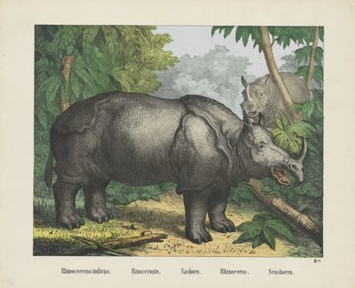 Rhinocereros indicus. / Rinoceronte. / Nashorn. / Sarvikuono. / Neushoren (otsikko esineessä) tekijältä firma Joseph Scholz