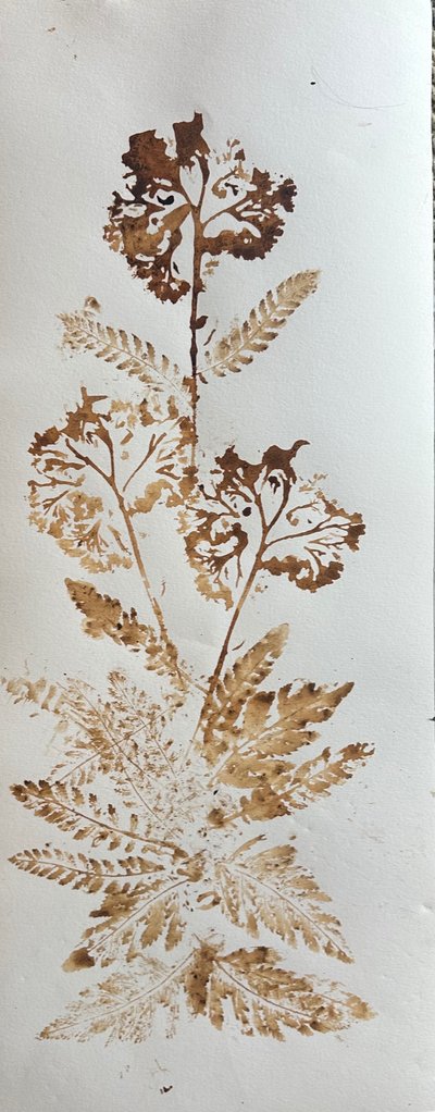 Siankärsämö, 2025 (pähkinäpensasmuste paperille) tekijältä jocasta shakespeare