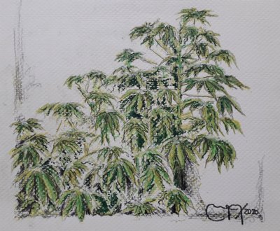 PLANTA DE YUCA tekijältä miguelmendez_art.ve