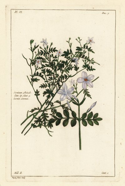 Tavallinen jasmiini, Jasminum officinale, Linn tekijältä the Younger Dupin