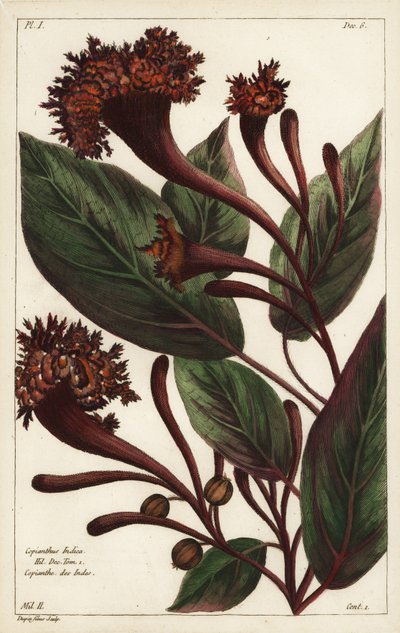 Sarjansarven pensas, Copianthus indica, Hil tekijältä the Younger Dupin