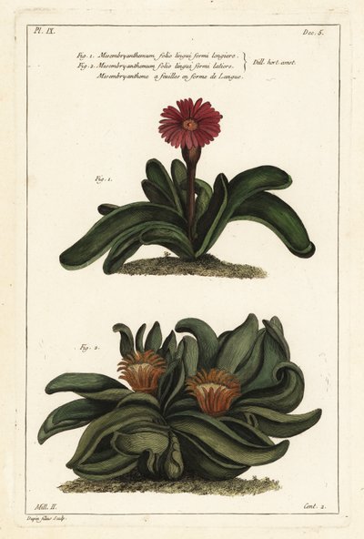 Hirvensarvikasvi, Rhombophyllum dolabriforme (kirveslehtinen viikunamarigold, Mesembryanthemum dolabriforme) tekijältä the Younger Dupin