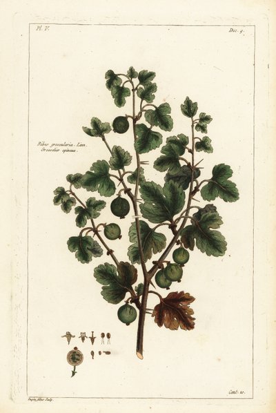 Karviainen, Ribes grossularia tekijältä the Younger Dupin