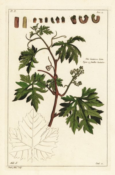 Lehdet ja orastavat viinirypäleet rypäleköynnössä, Vitis vinifera tekijältä the Younger Dupin