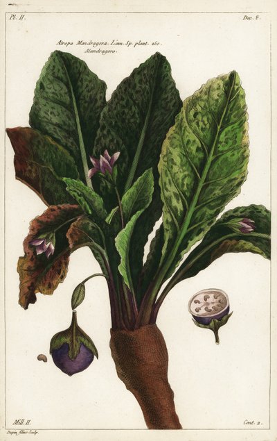 Mandrake, Mandragora tekijältä the Younger Dupin