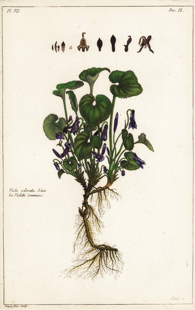 Makea violetti, Viola odorata tekijältä the Younger Dupin