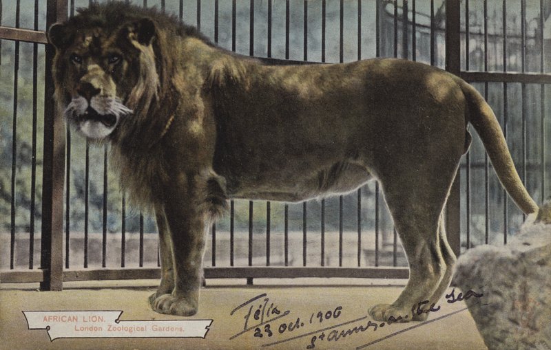 African Lion, Lontoon eläintieteellinen puutarha (värikuva) tekijältä (after) English photographer
