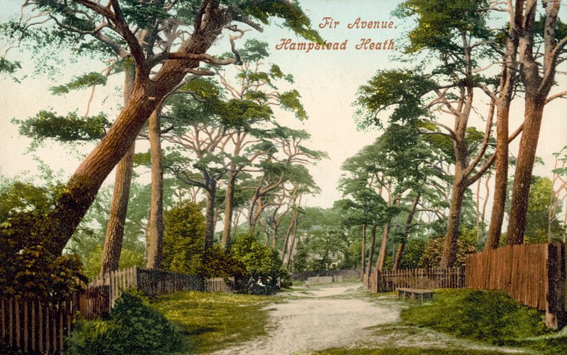 Fir Avenue, Hampstead Heath (värikuva) tekijältä (after) English photographer