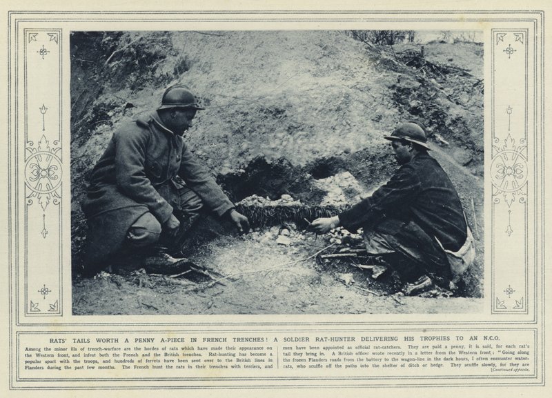 Rottien pyrstö, joka on pennin arvoinen kappaleelta ranskalaisissa haudoissa! Sotilas rotanmetsästäjä toimittaa pokaalinsa aliupsille (m/w kuva) tekijältä (after) English photographer