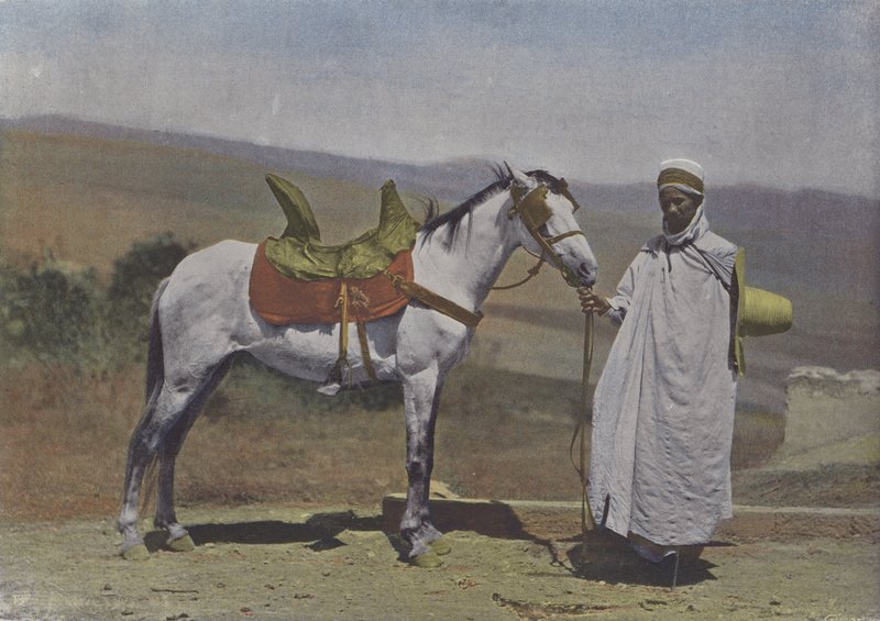 Arabian hevonen (värillinen kuva) tekijältä (after) French Photographer