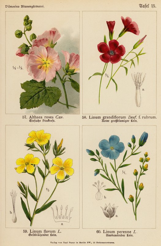 Althaea Rosea, Linum Grandiflorum, Linum Flavum, Linum Perenne (värilitot). tekijältä (after) German School