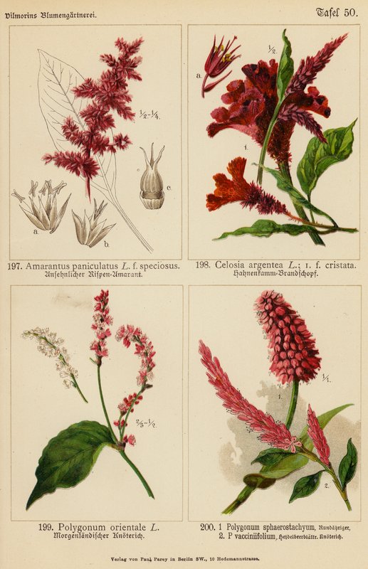 Amarantus Paniculatus, Celosia Argentea, Polygonum Orientale, Polygonum Sphaerostachyum, Polygonum Vacciniifolium (väriliitos). tekijältä (after) German School