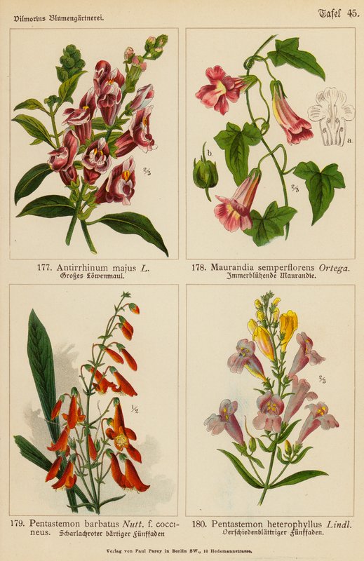 Antirrhinum Majus, Maurandia Semperflorens, Pentastemon Barbatus, Pentastemon Heterophyllus (väriliitos). tekijältä (after) German School
