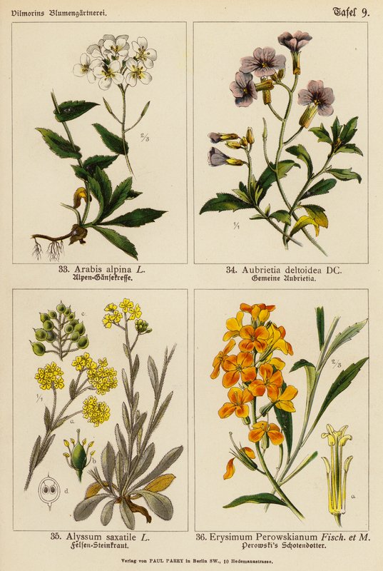 Arabis Alpina, Aubrietia Deltoidea, Alyssum Saxatile, Erysimum Perowskianum (väriliitos). tekijältä (after) German School