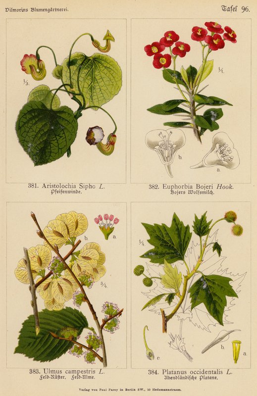 Aristolochia Sipho, Euphorbia Bojeri, Ulmus Campestris, Platanus Occidentalis (väri litografia). tekijältä (after) German School