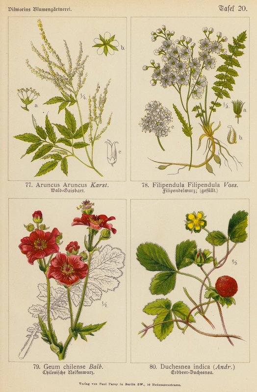 Aruncus Aruncus, Filipendula Filipendula, Geum Chilense, Duchesnea Indica (värilitraatti) tekijältä (after) German School