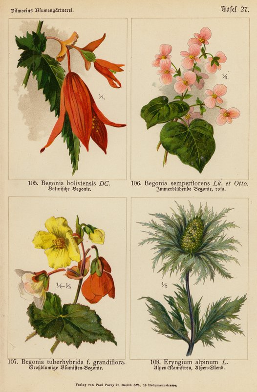 Begonia Boliviensis, Begonia Semperflorens, Begonia Tuberhybrida, Eryngium Alpinum (väriliitos). tekijältä (after) German School