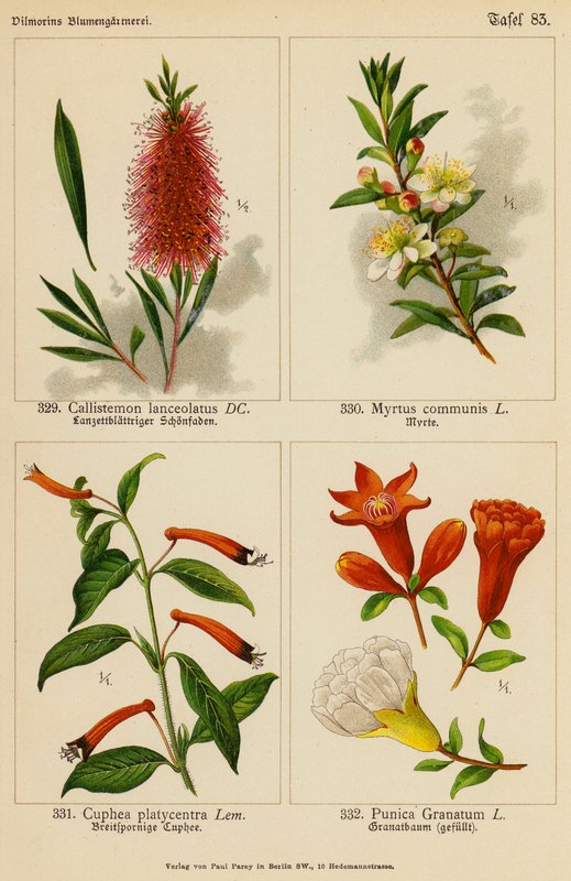 Callistemon Lanceolatus, Myrtus Communis, Cuphea Platycentra, Punica Granatum (väri litossa). tekijältä (after) German School