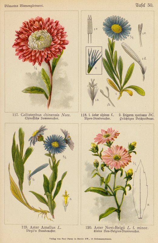Callistephus Chinensis, Aster Alpinus, Erigeron Speciosus, Aster Amellus, Aster Novi-Belgii (väriliitos). tekijältä (after) German School