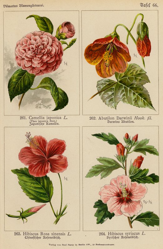 Camellia Japonica, Abutilon Darwinii, Hibiscus Rosa Sinensis, Hibiscus Syriacus (väriliitos). tekijältä (after) German School