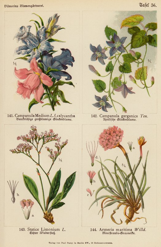 Campanula Medium, Campanula Garganica, Statice Limonium, Armeria Maritima (värilitot), Campanula Garganica, Statice Limonium, Armeria Maritima (värilitot) tekijältä (after) German School