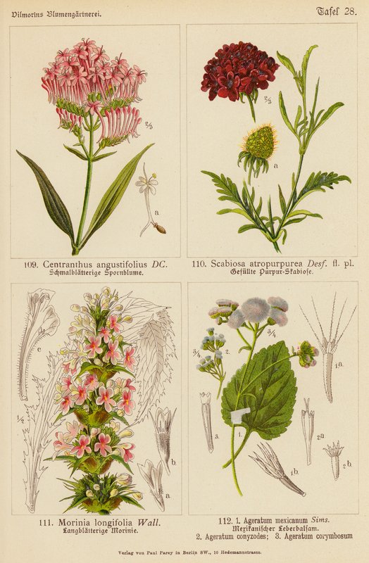 Centranthus Angustifolius, Scabiosa Atropurpurea, Morinia Longifolia, Ageratum Mexicanum, Ageratum Conyzodes, Ageratum Corymbosum (väri litossa). tekijältä (after) German School
