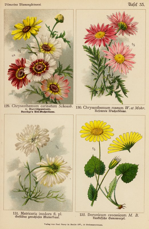 Chrysanthemum Carinatum, Chrysanthemum Roseum, Matricaria Inodora, Doronicum Caucasicum (väri litossa). tekijältä (after) German School