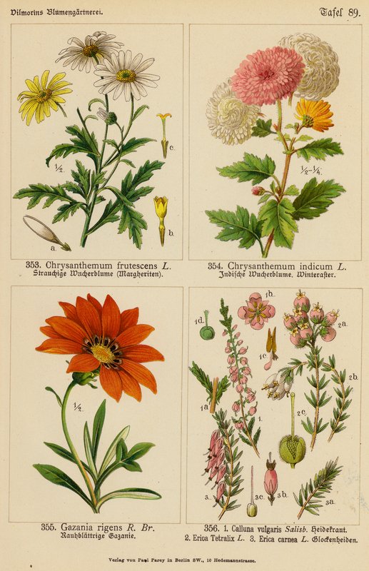 Chrysanthemum Frutescens, Chrysanthemum Indicum, Gazania Rigens, Calluna Vulgaris, Erica Tetralix, Erica Carnea (värilitro). tekijältä (after) German School