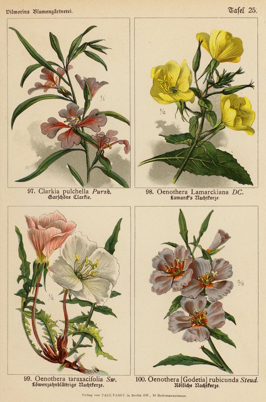 Clarkia Pulchella, Oenothera Lamarckiana, Oenothera Taraxacifolia, Oenothera (Godetia) Rubicunda (väri lit.) tekijältä (after) German School