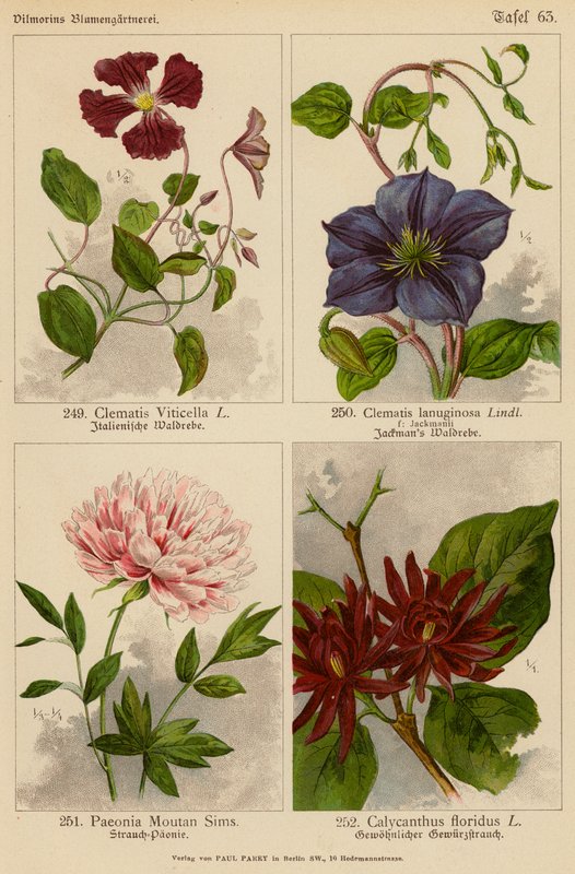 Clematis Viticella, Clematis Lanuginosa, Paeonia Moutan Sims, Calycanthus Floridus (väriliitos). tekijältä (after) German School