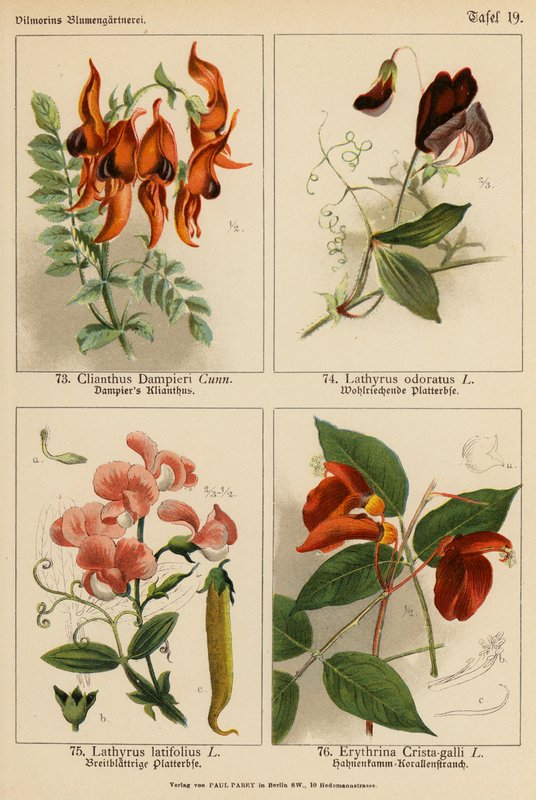 Clianthus Dampieri, Lathyrus Odoratus, Lathyrus Latifolius, Erythrina Crista-galli (väriliitos). tekijältä (after) German School